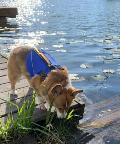 Stohlquist Pup Float Dog Lifejacket (PFD) -Kokatat Shop media 44fa9c42 3e88 4a39 8674 19c022570842