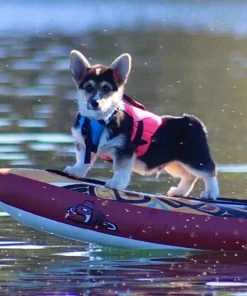 Stohlquist Pup Float Dog Lifejacket (PFD) -Kokatat Shop media 861f3325 5da9 42b2 99ad 2c38ab934544